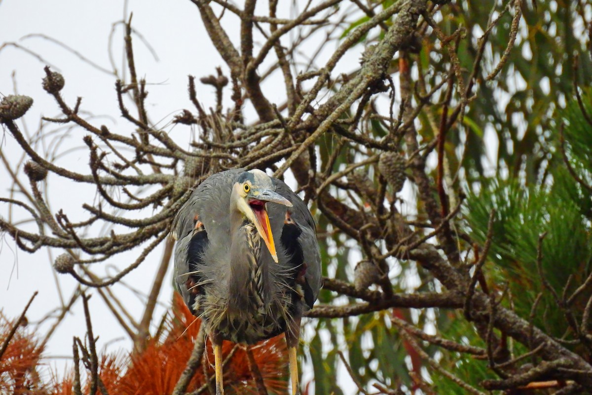 Great Blue Heron - ML642586027