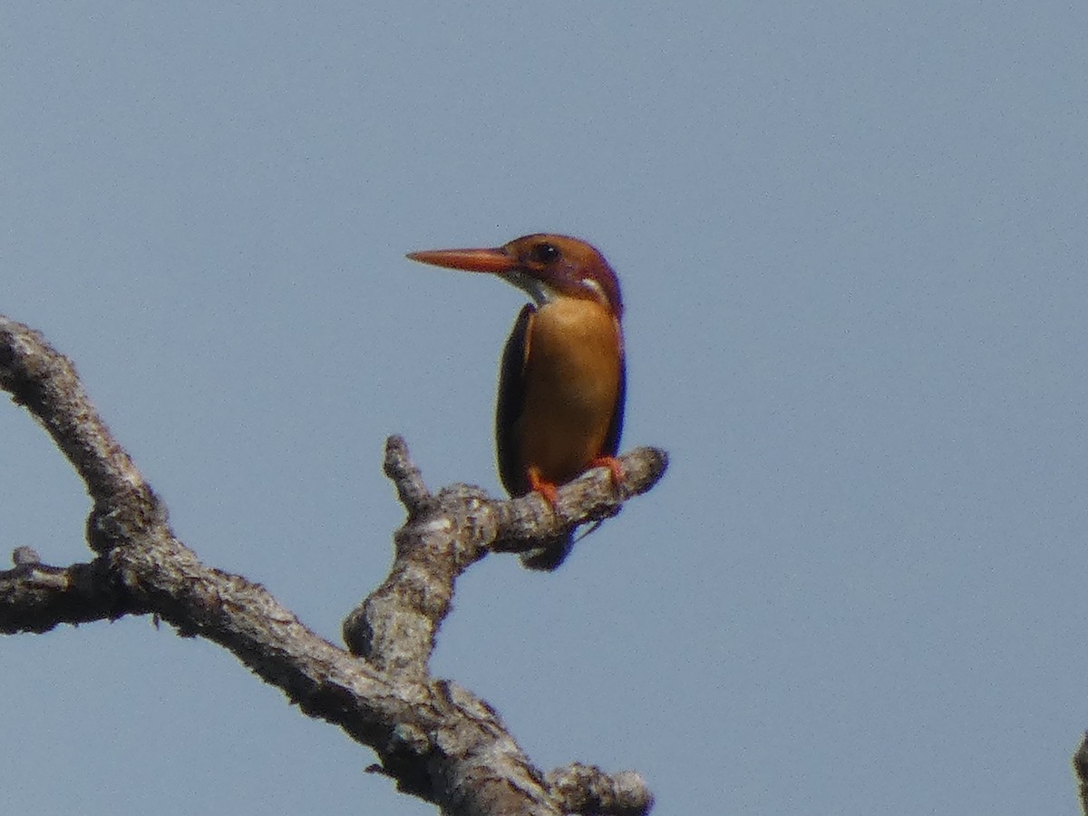 African Pygmy Kingfisher - ML642586034