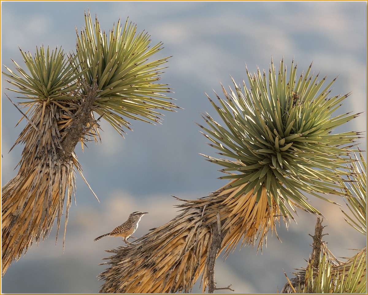 Cactus Wren - ML642586037