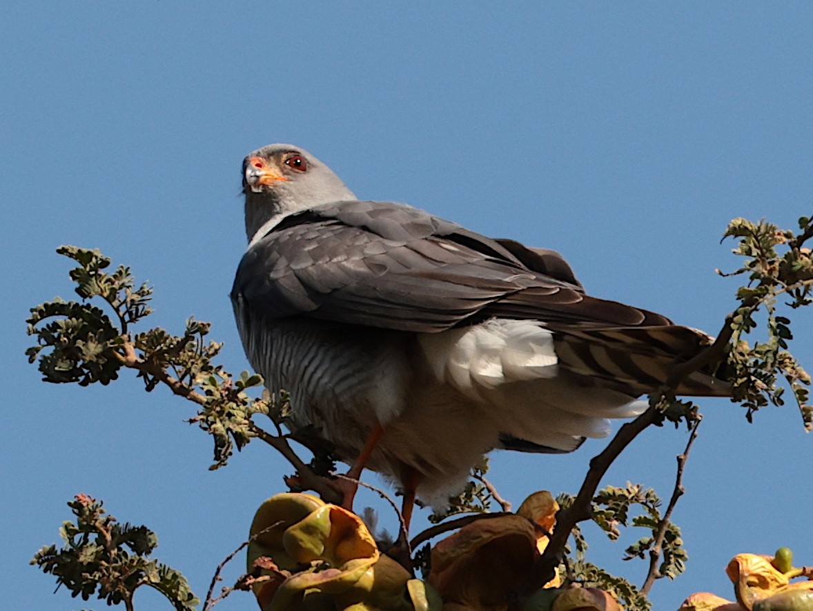 Ovambo Sparrowhawk - ML642586043