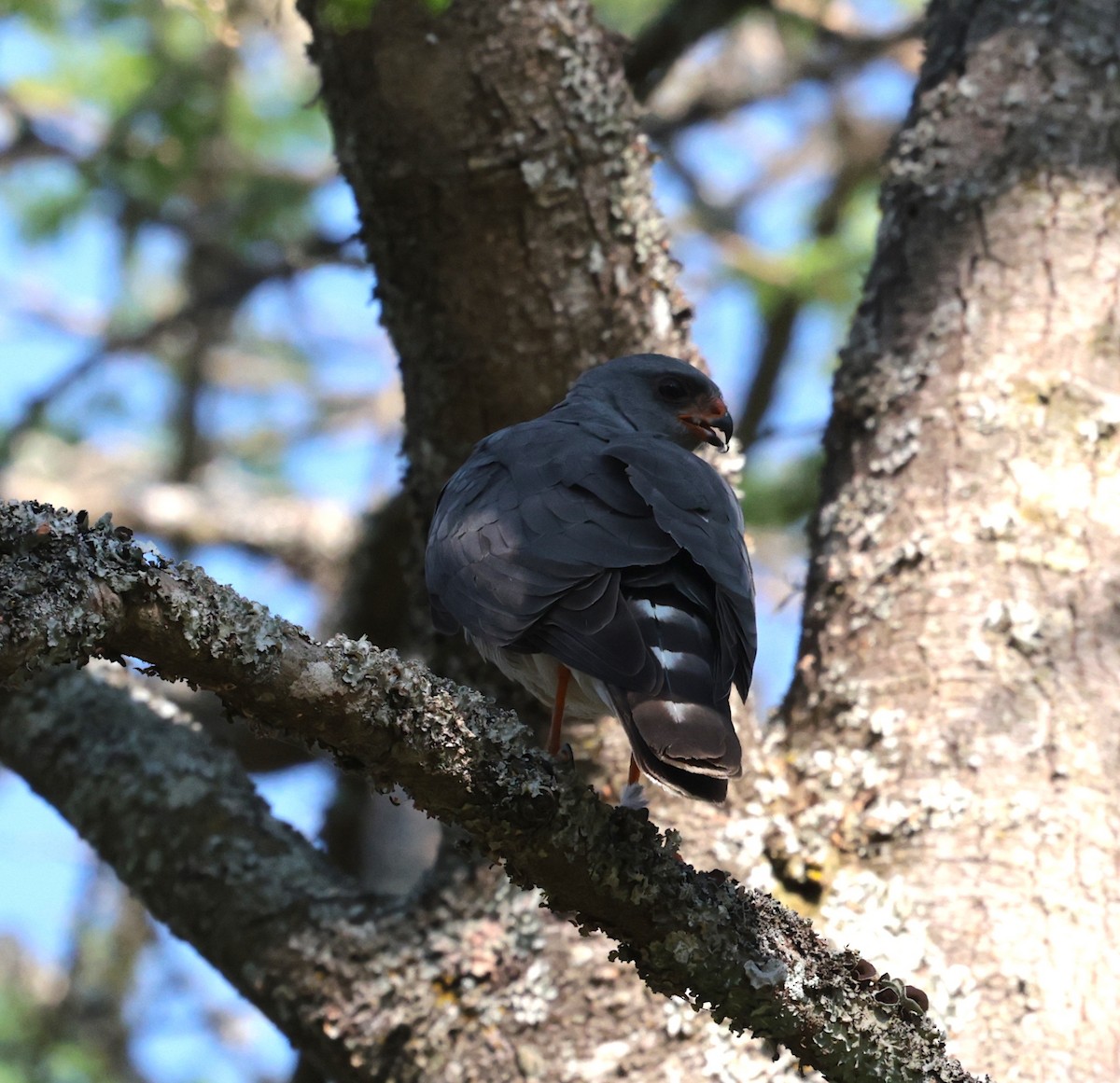 Ovambo Sparrowhawk - ML642586044