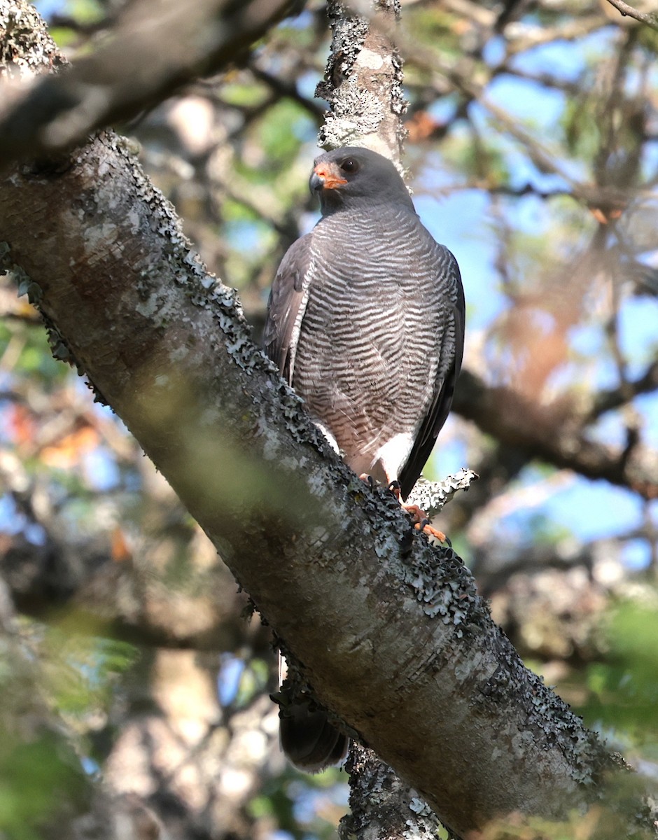 Ovambo Sparrowhawk - ML642586045