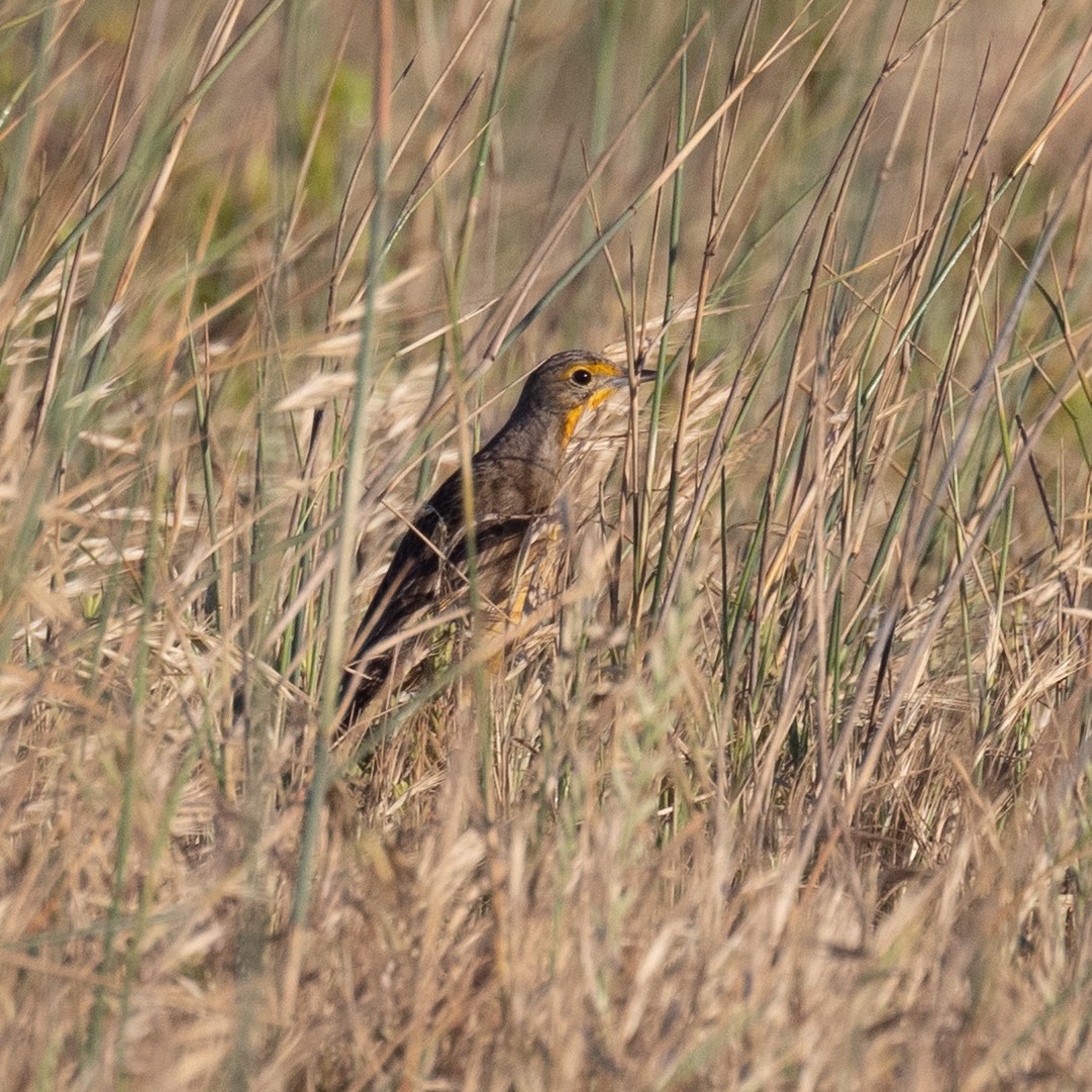 Orange-throated Longclaw - ML642586046
