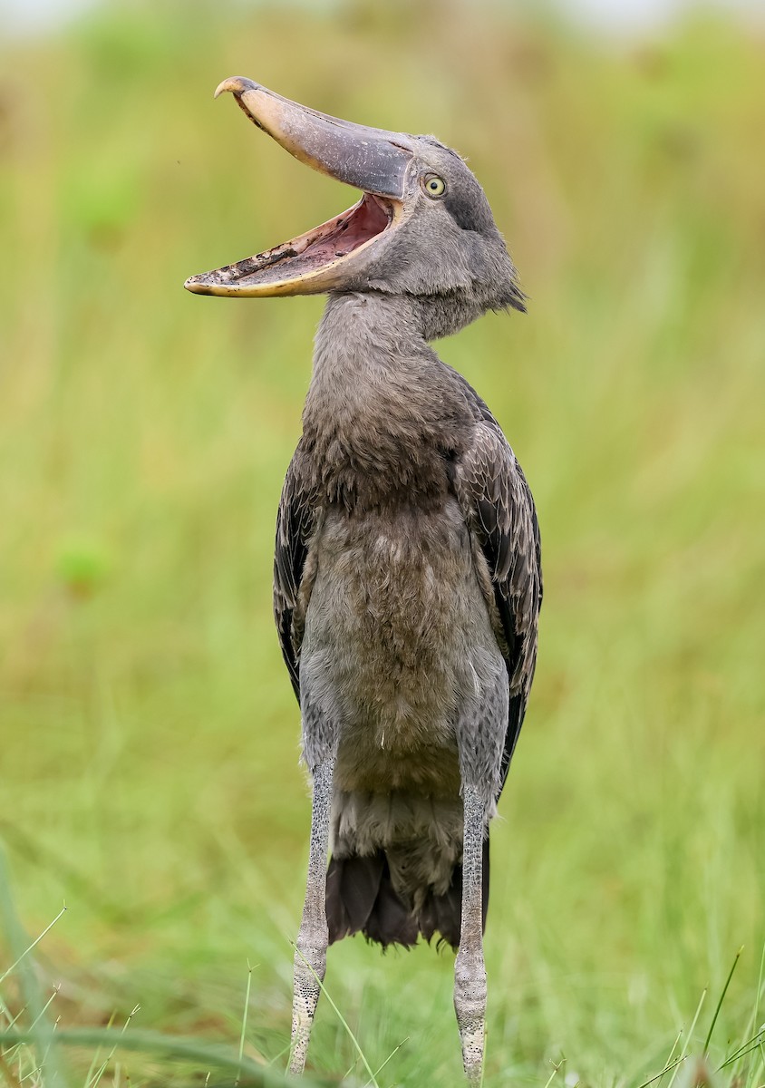 Shoebill - ML642586077