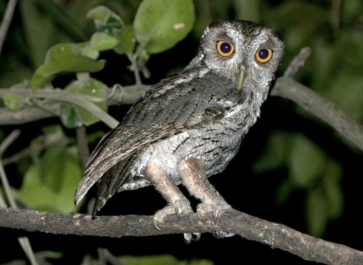 Pacific Screech-Owl - ML642586090