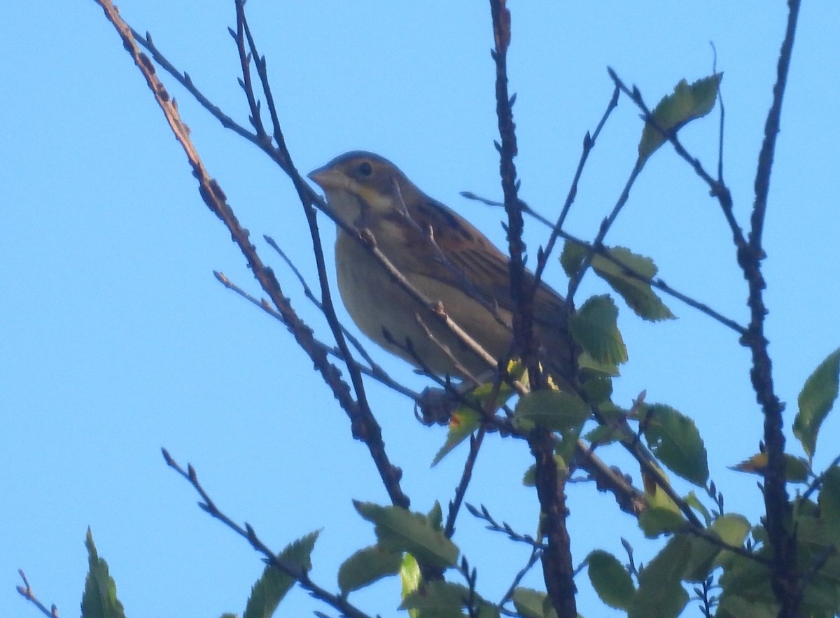 Dickcissel - ML642586096
