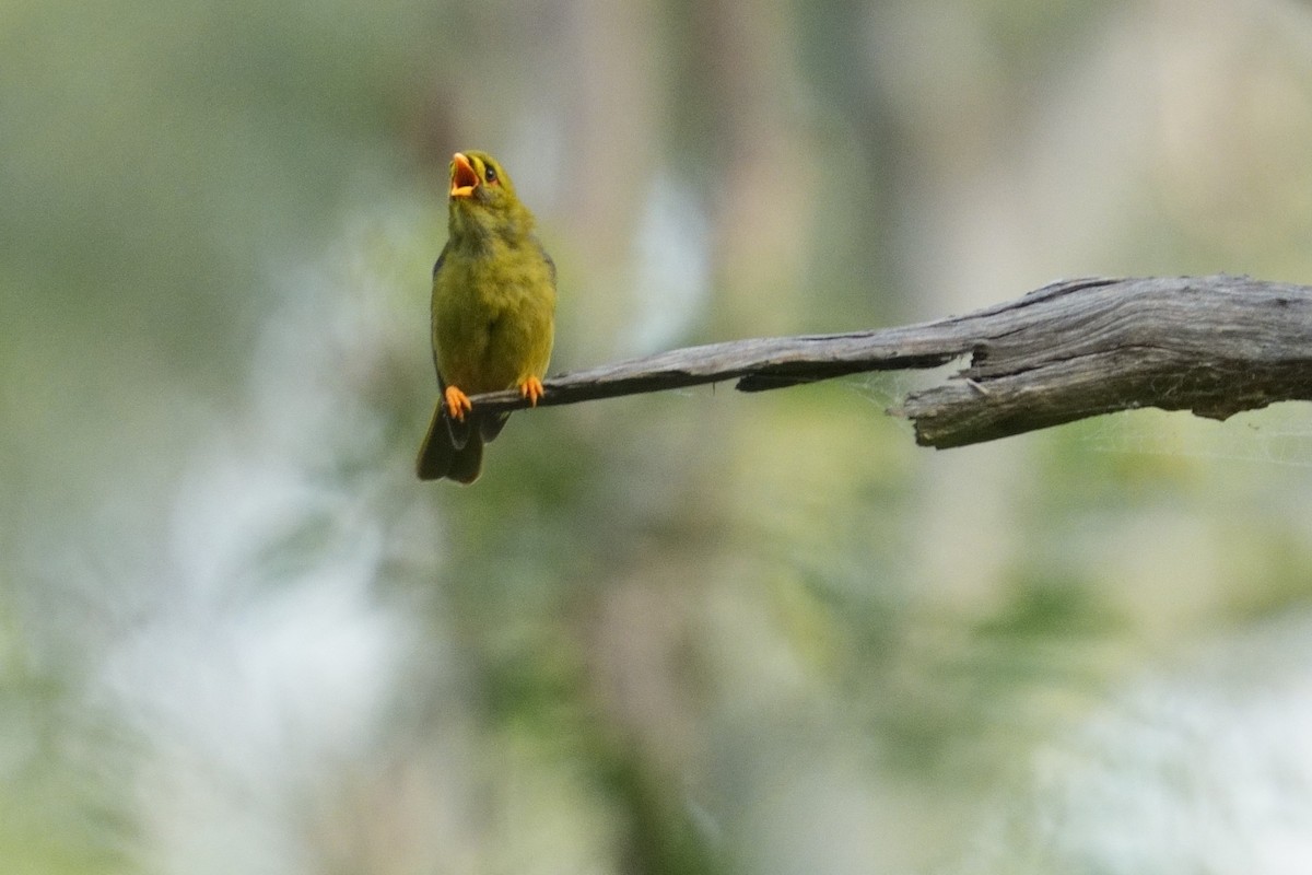 Bell Miner - ML642586119