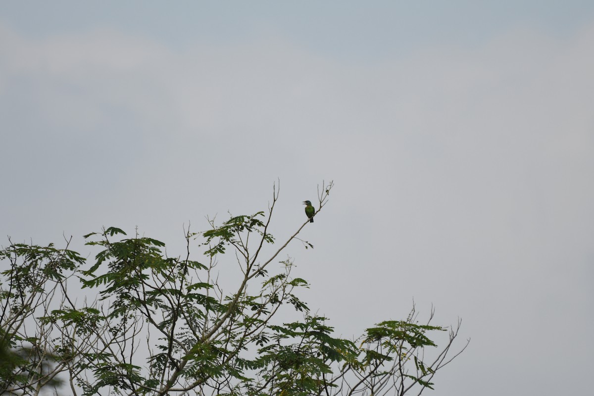 Taiwan Barbet - ML642586120