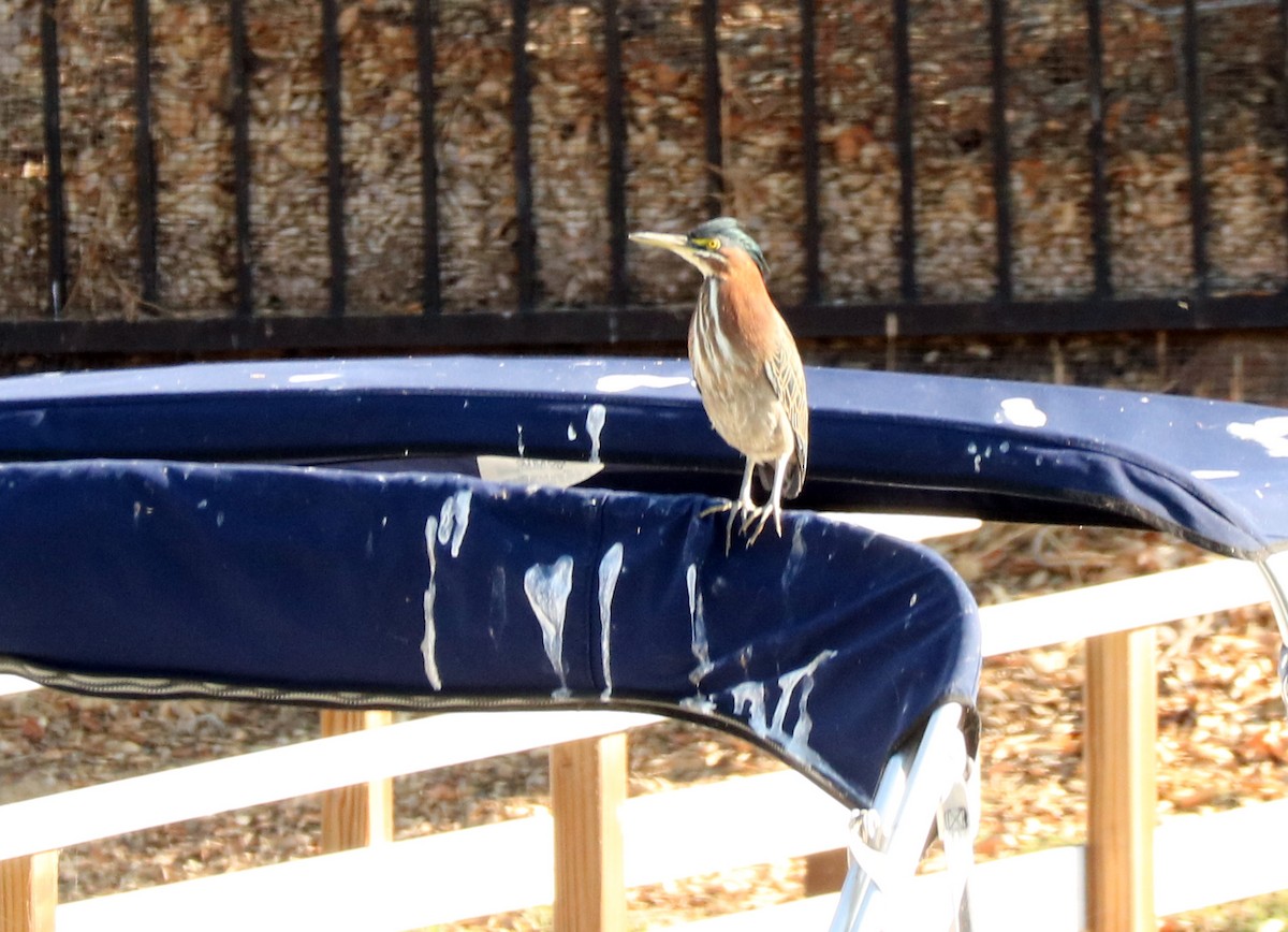 Green Heron - ML642586124