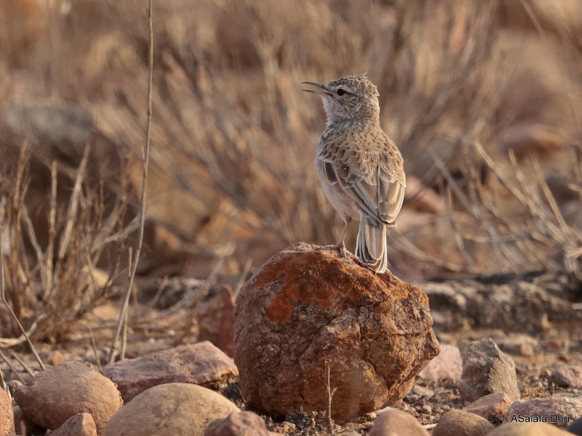 Karoo Long-billed Lark (Benguela) - ML642586129