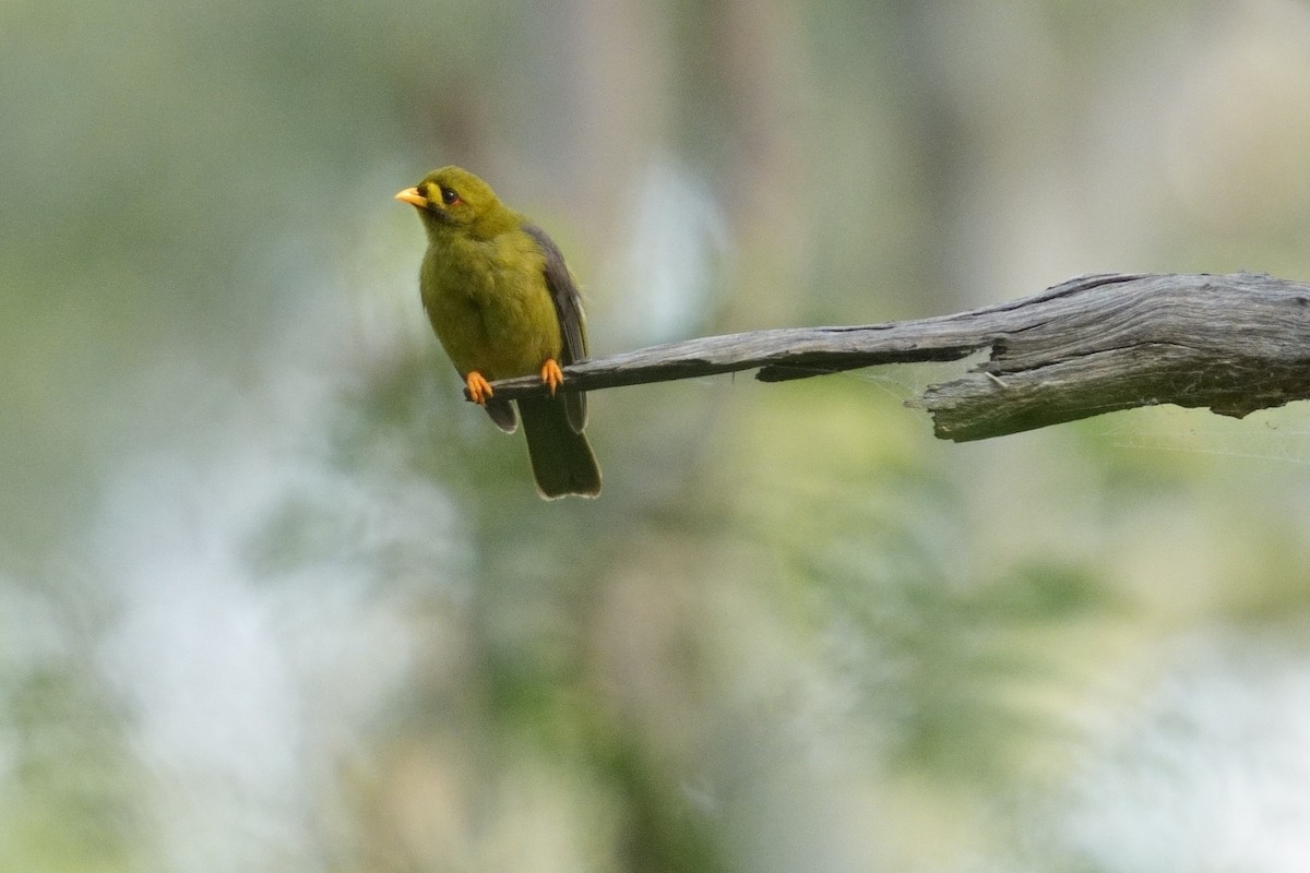 Bell Miner - ML642586139