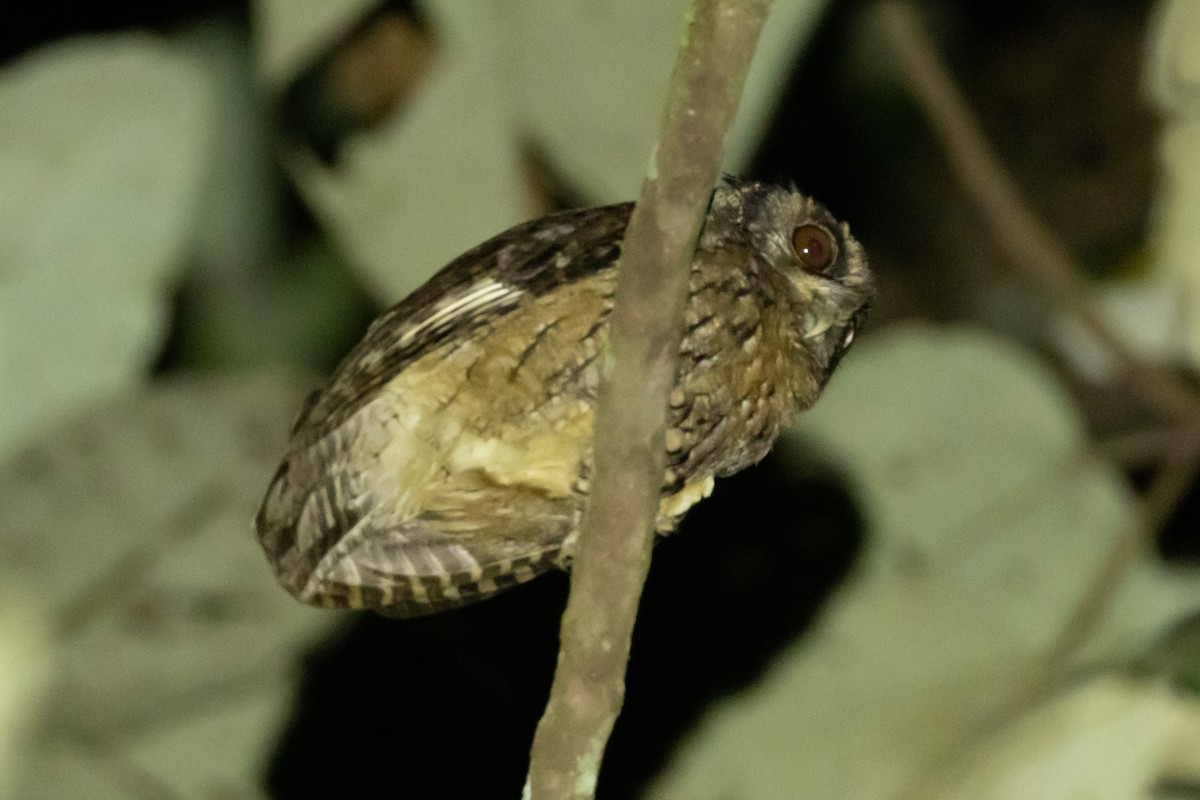 Tawny-bellied Screech-Owl - ML642586149