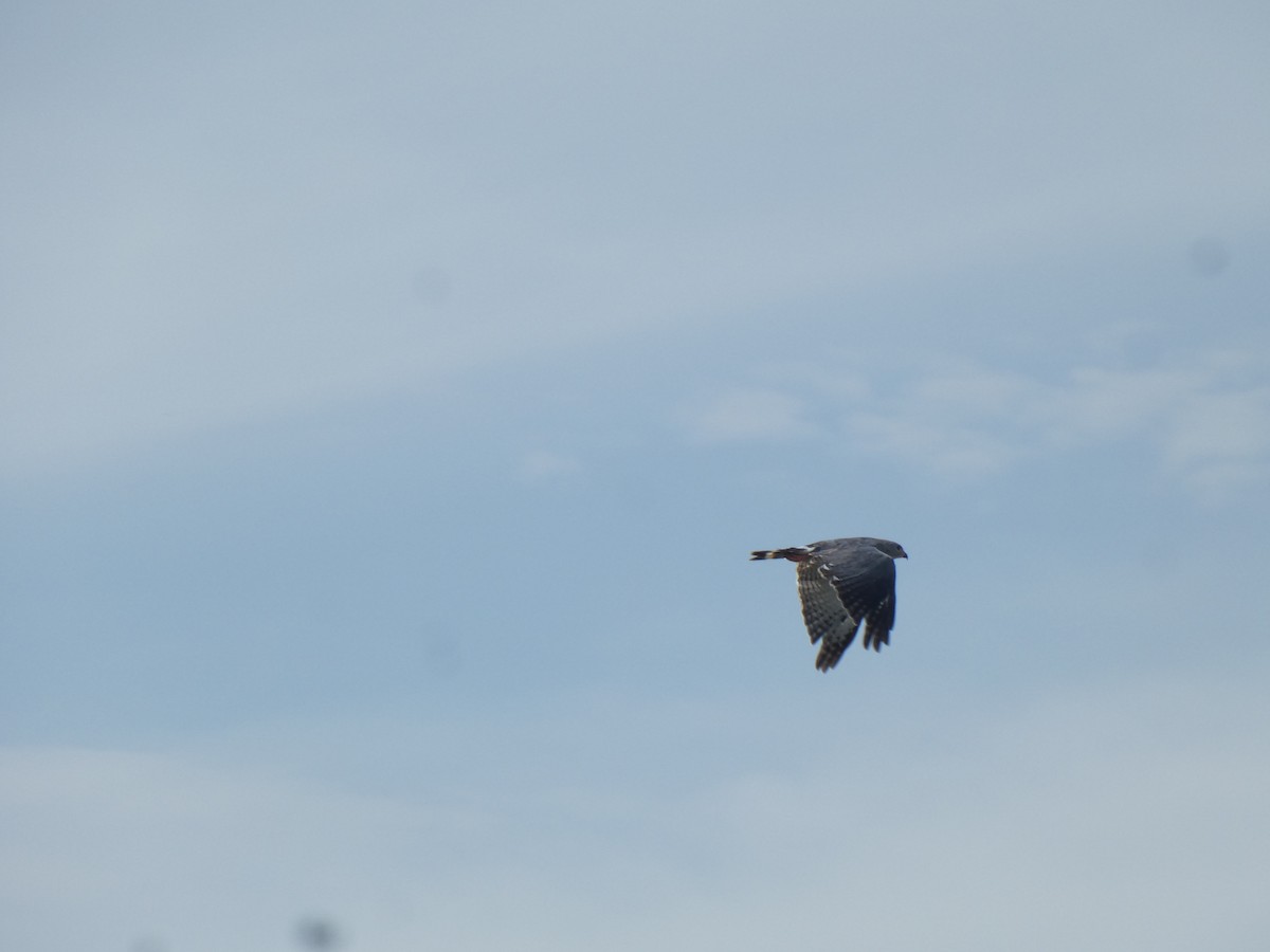 Lizard Buzzard - ML642586151