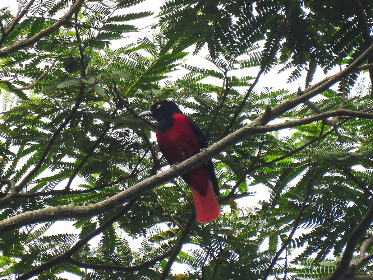 Maroon Oriole (Crimson) - ML642586172