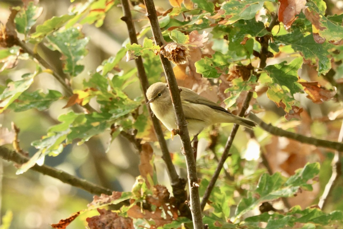 Common Chiffchaff (Common) - ML642586200