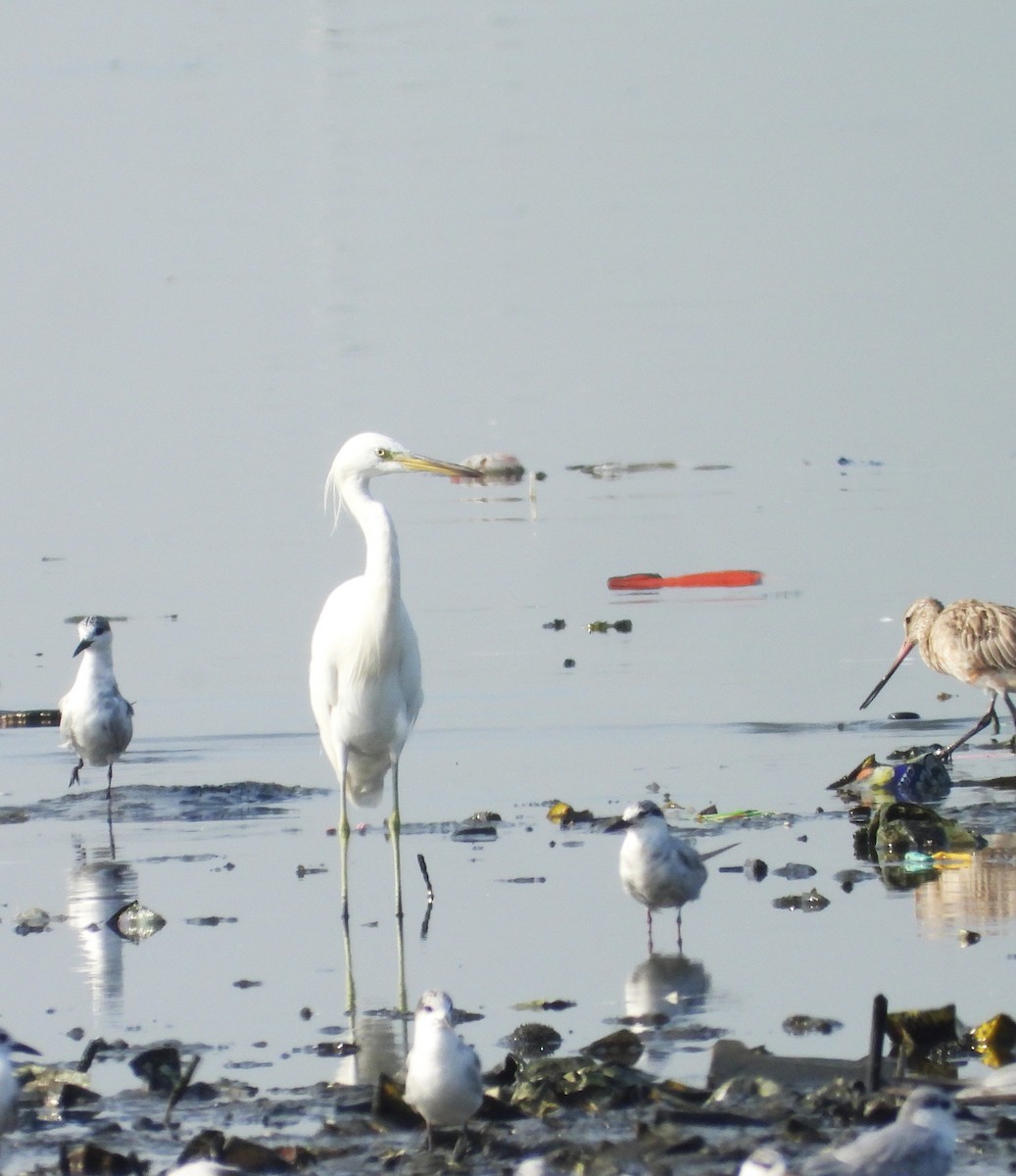 Chinese Egret - ML642586204