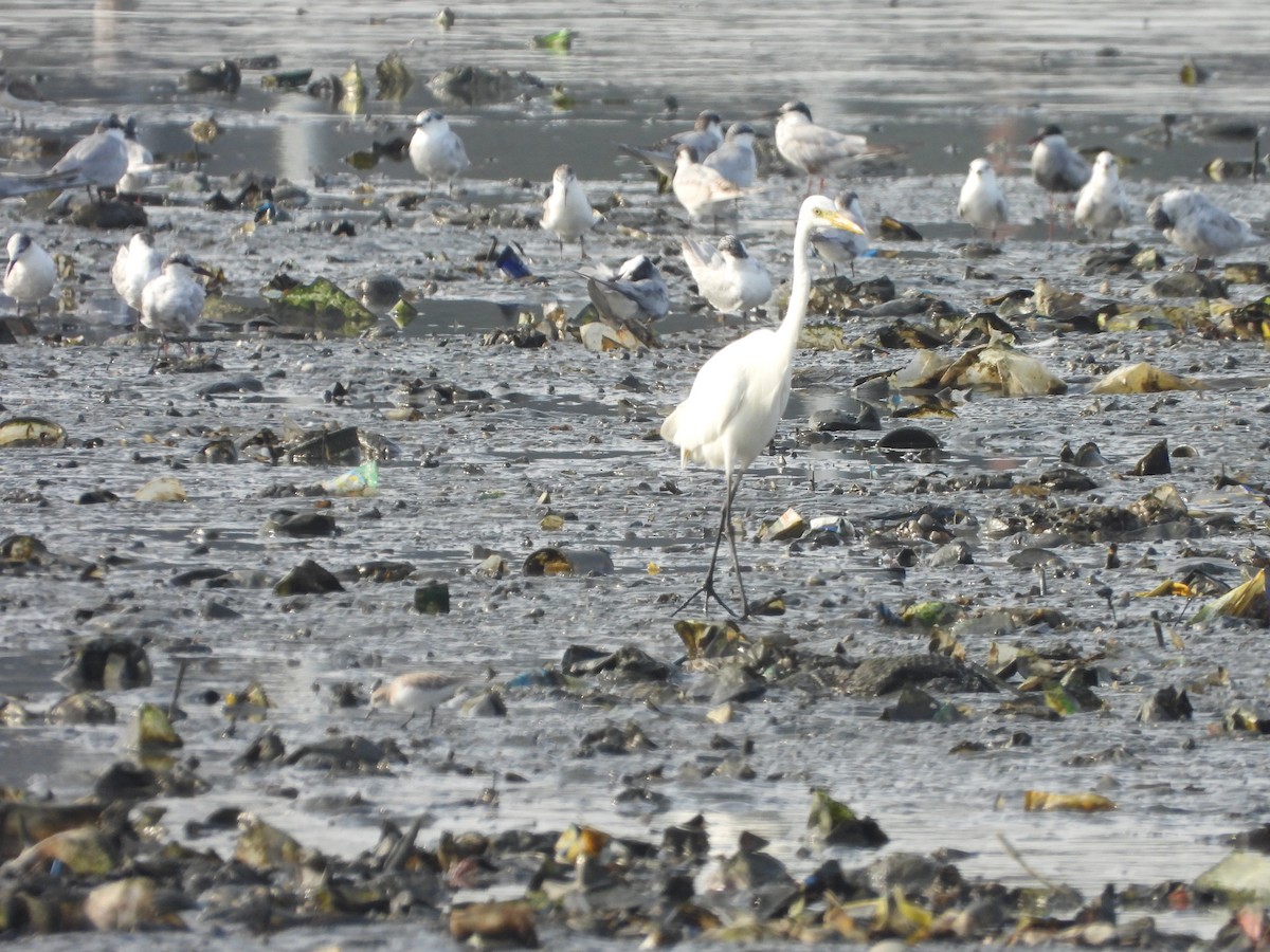 Chinese Egret - ML642586205