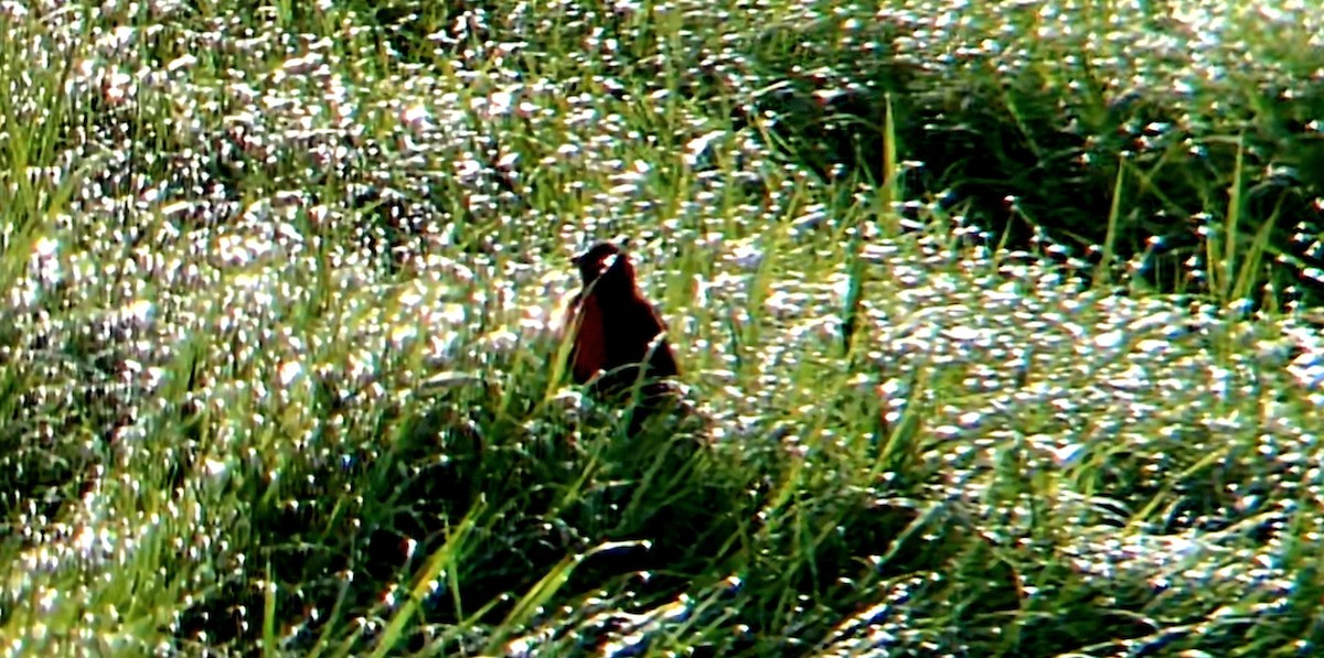 Red-breasted Meadowlark - ML642586234