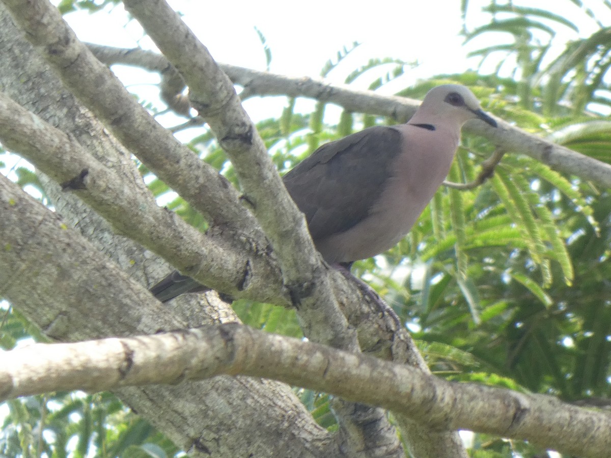 Vinaceous Dove - ML642586237