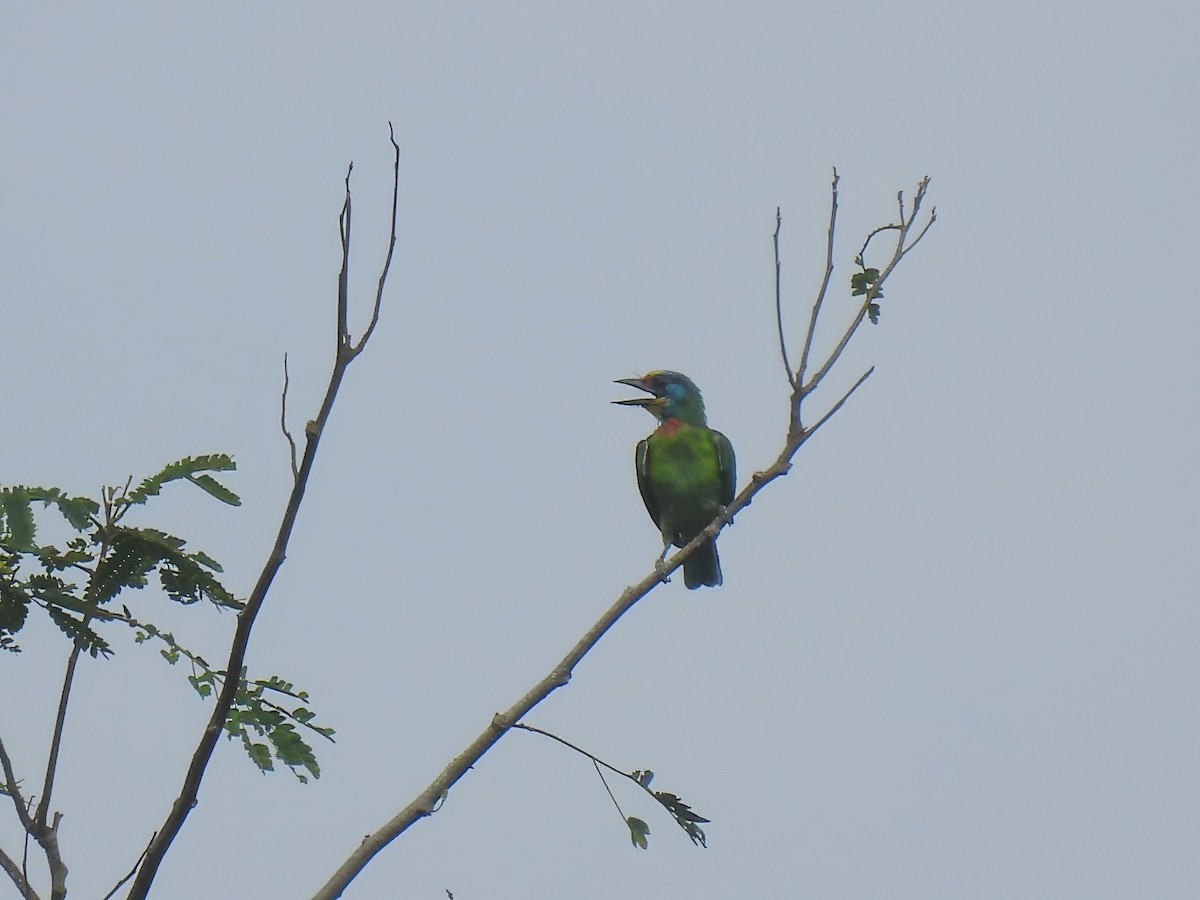 Taiwan Barbet - ML642586239