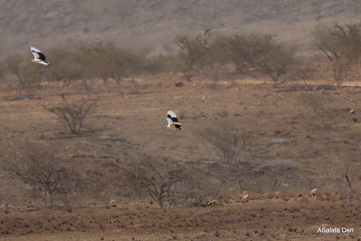 Palm-nut Vulture - ML642586256