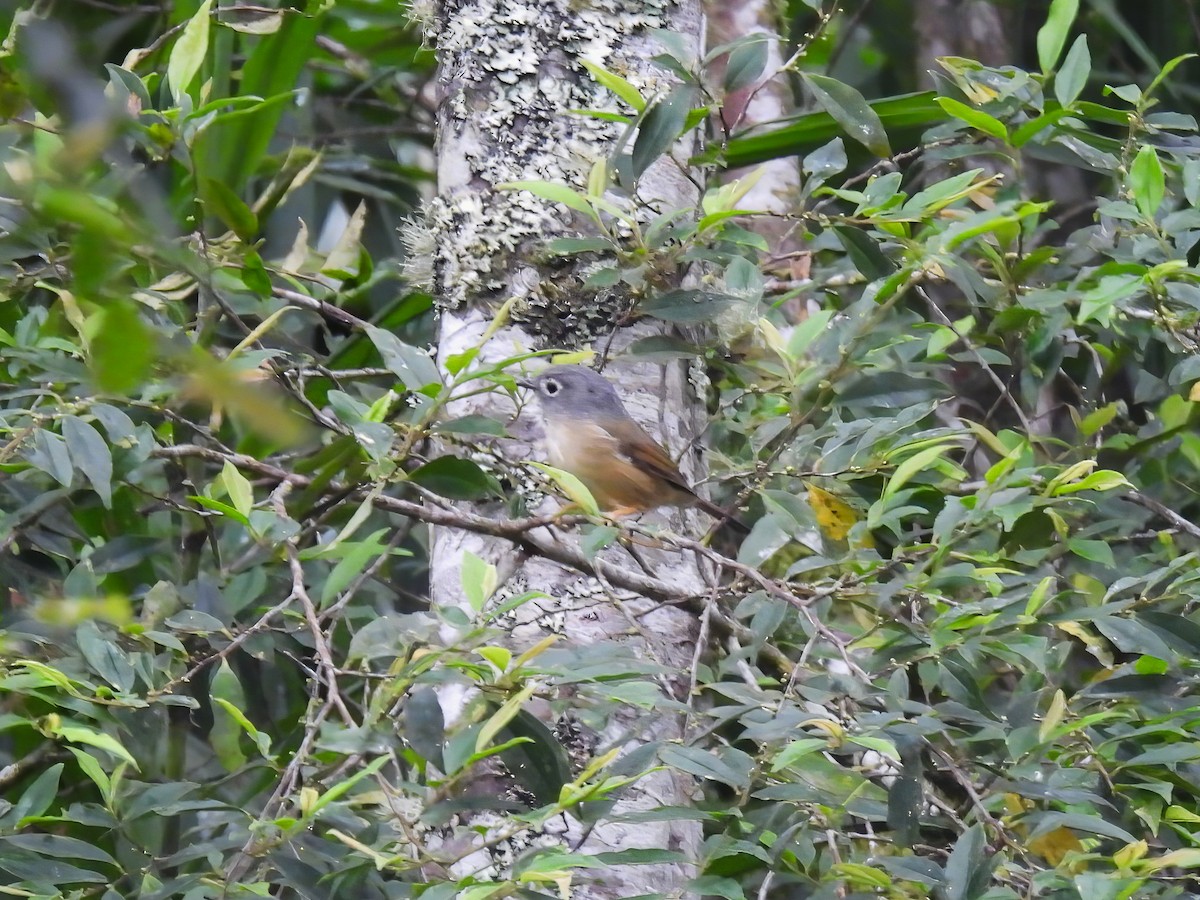 Morrison's Fulvetta - ML642586268