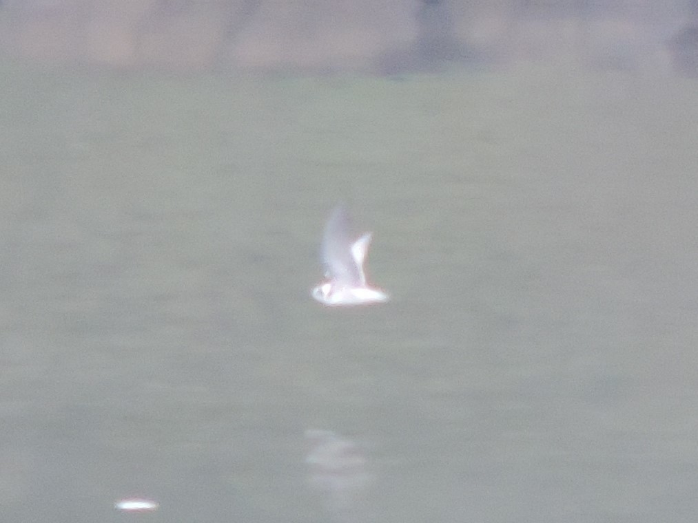 Black Tern - ML642586275