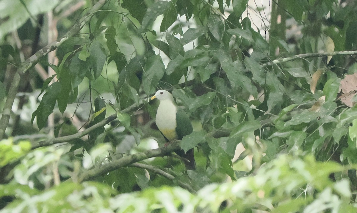 Ptilope à mentonnière - ML642586342