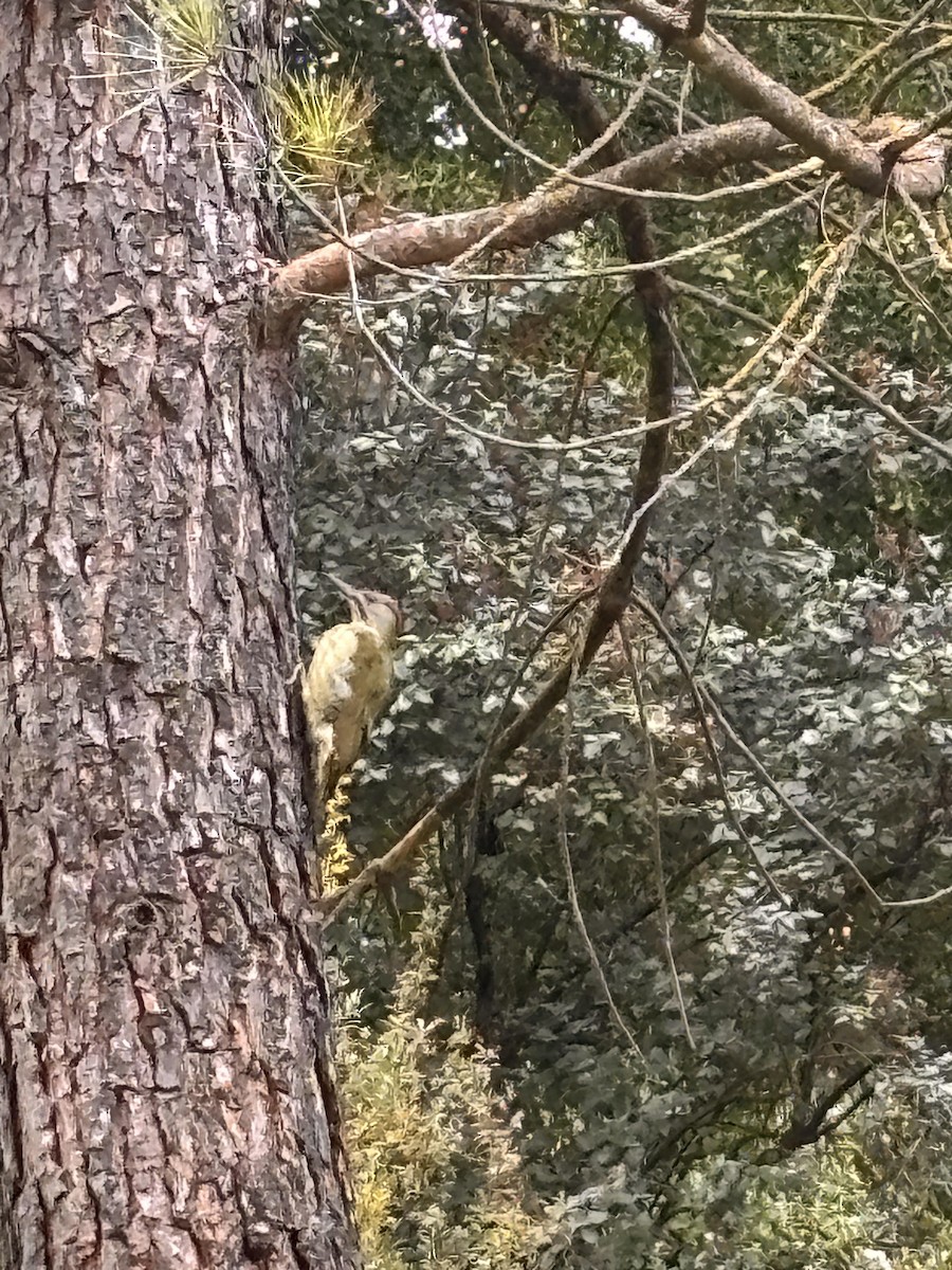 Iberian Green Woodpecker - ML642586357