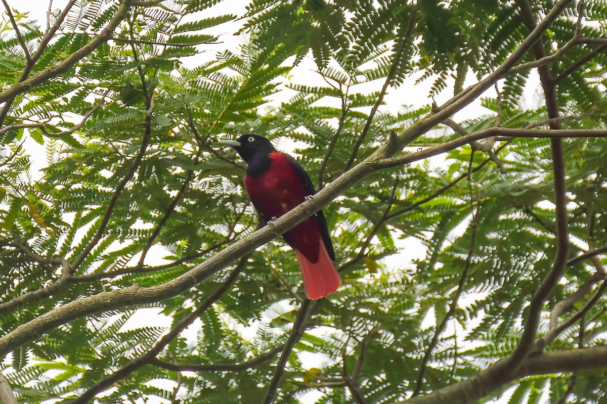 Maroon Oriole (Crimson) - ML642586359