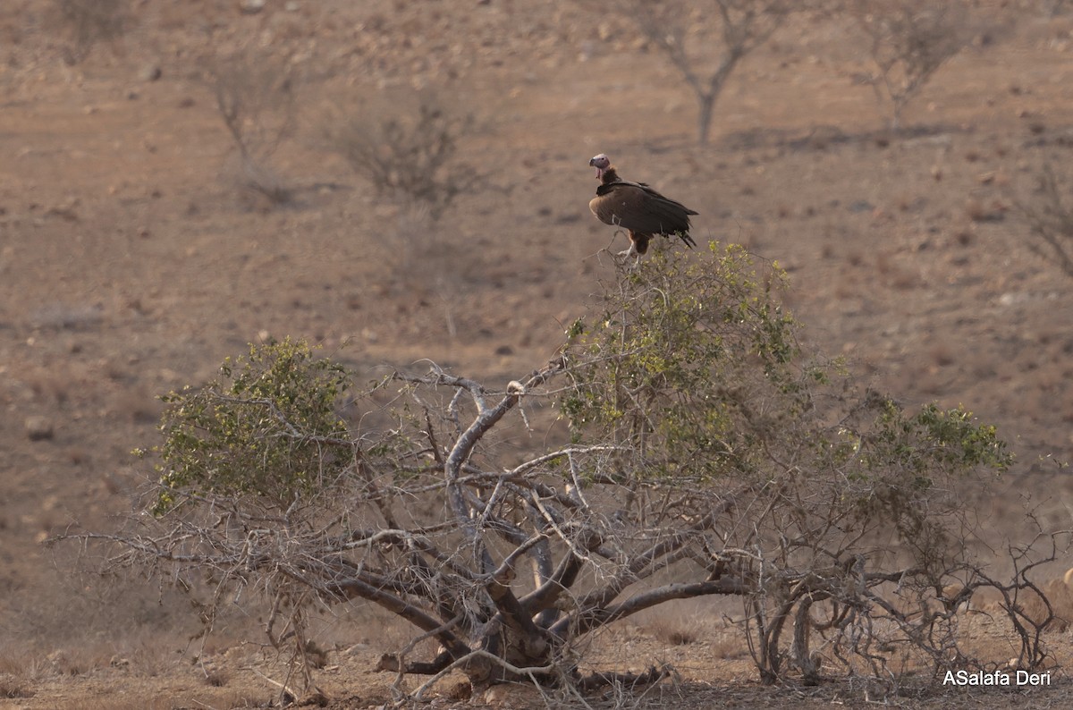 Lappet-faced Vulture - ML642586362