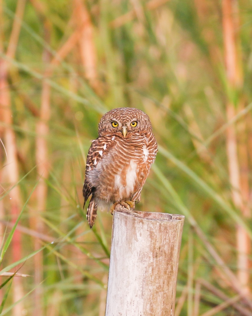 Asian Barred Owlet - ML642586377