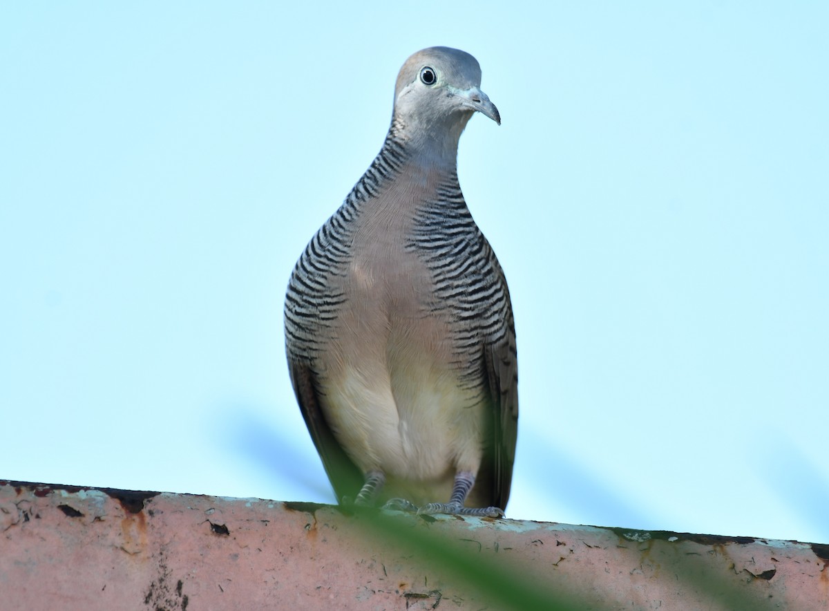 Zebra Dove - ML642586378