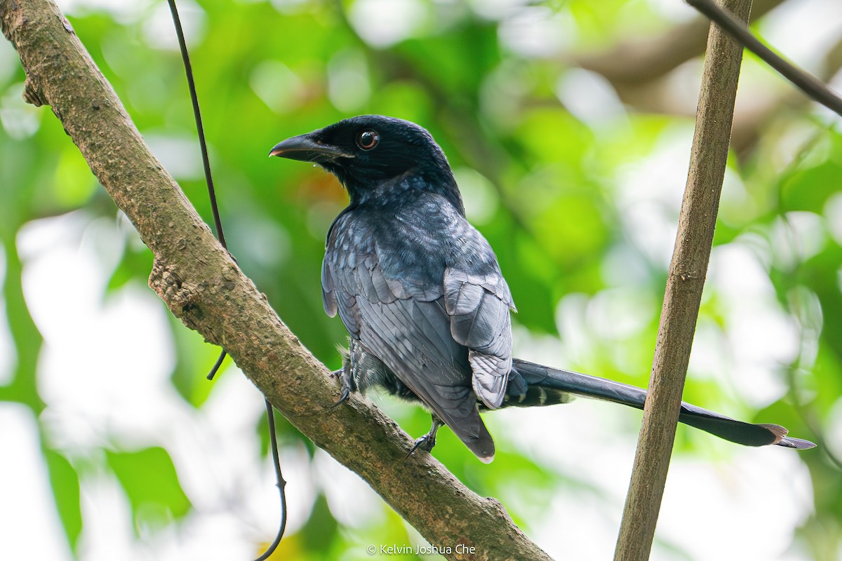 Crow-billed Drongo - ML642586412