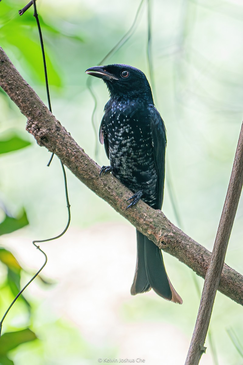 Crow-billed Drongo - ML642586413
