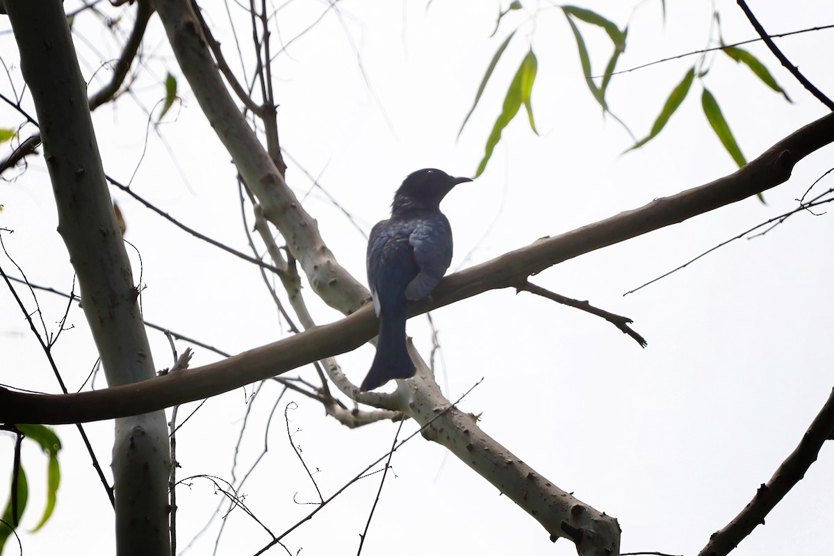 Square-tailed Drongo-Cuckoo - ML642586424