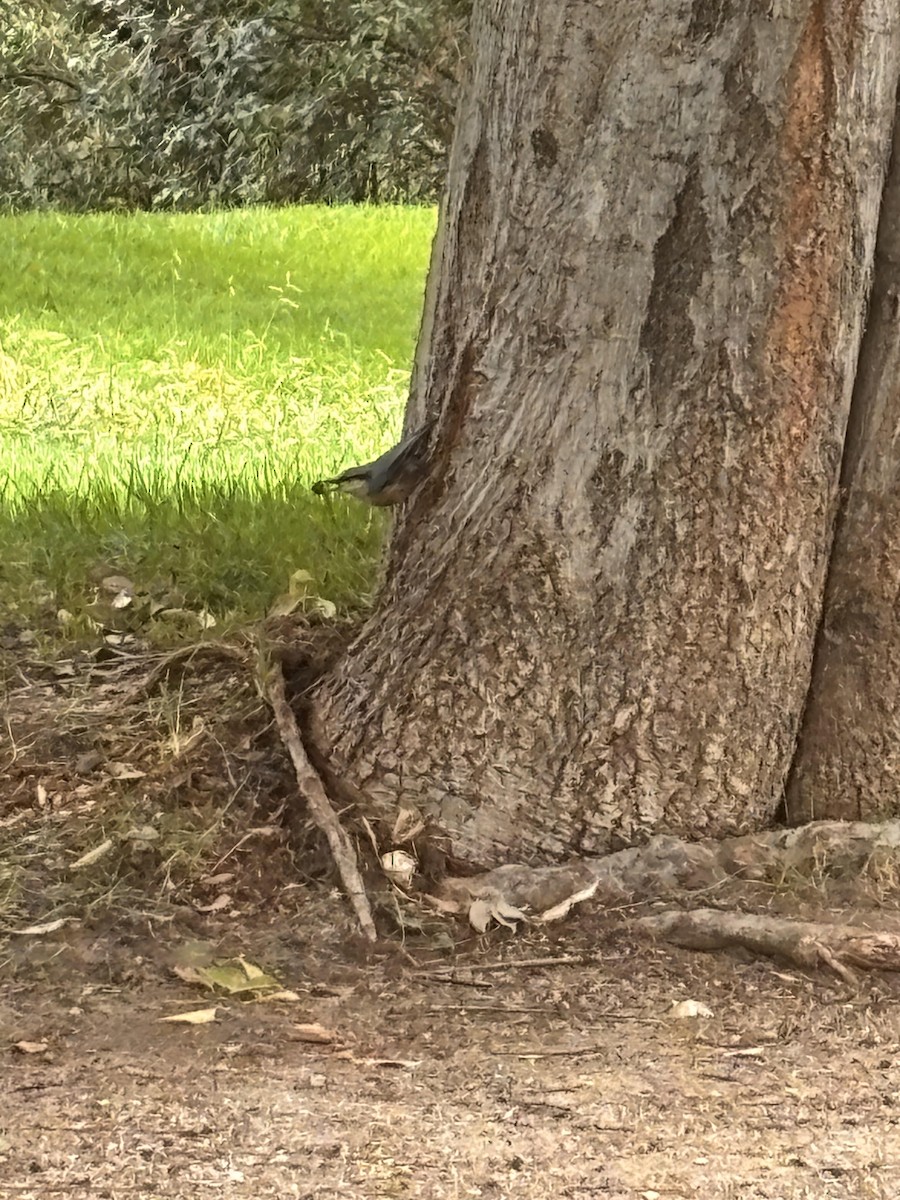 Sıvacı - ML642586425