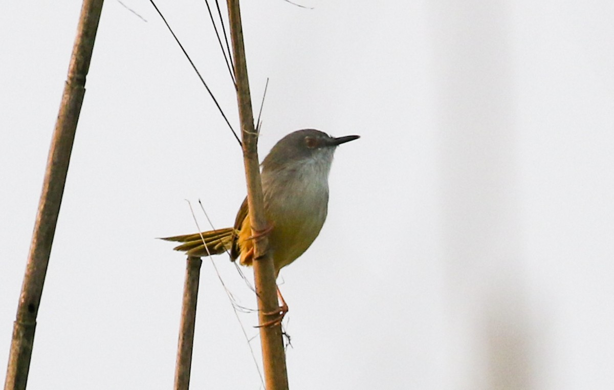 Yellow-bellied Prinia - ML642586431