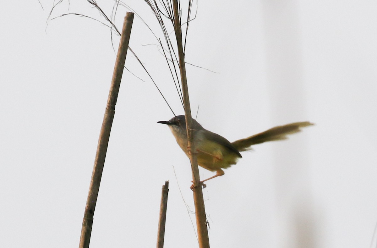 Yellow-bellied Prinia - ML642586432