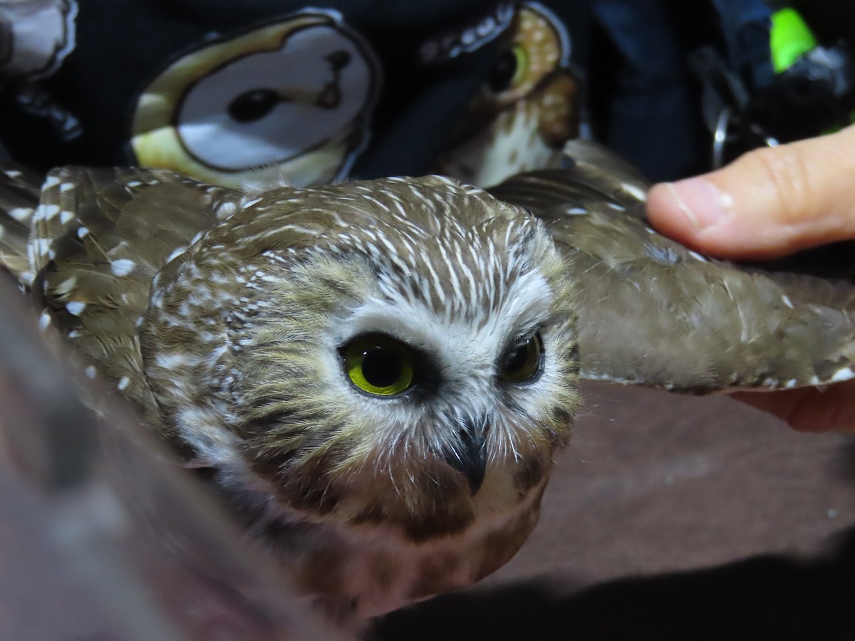 Northern Saw-whet Owl - ML642586456