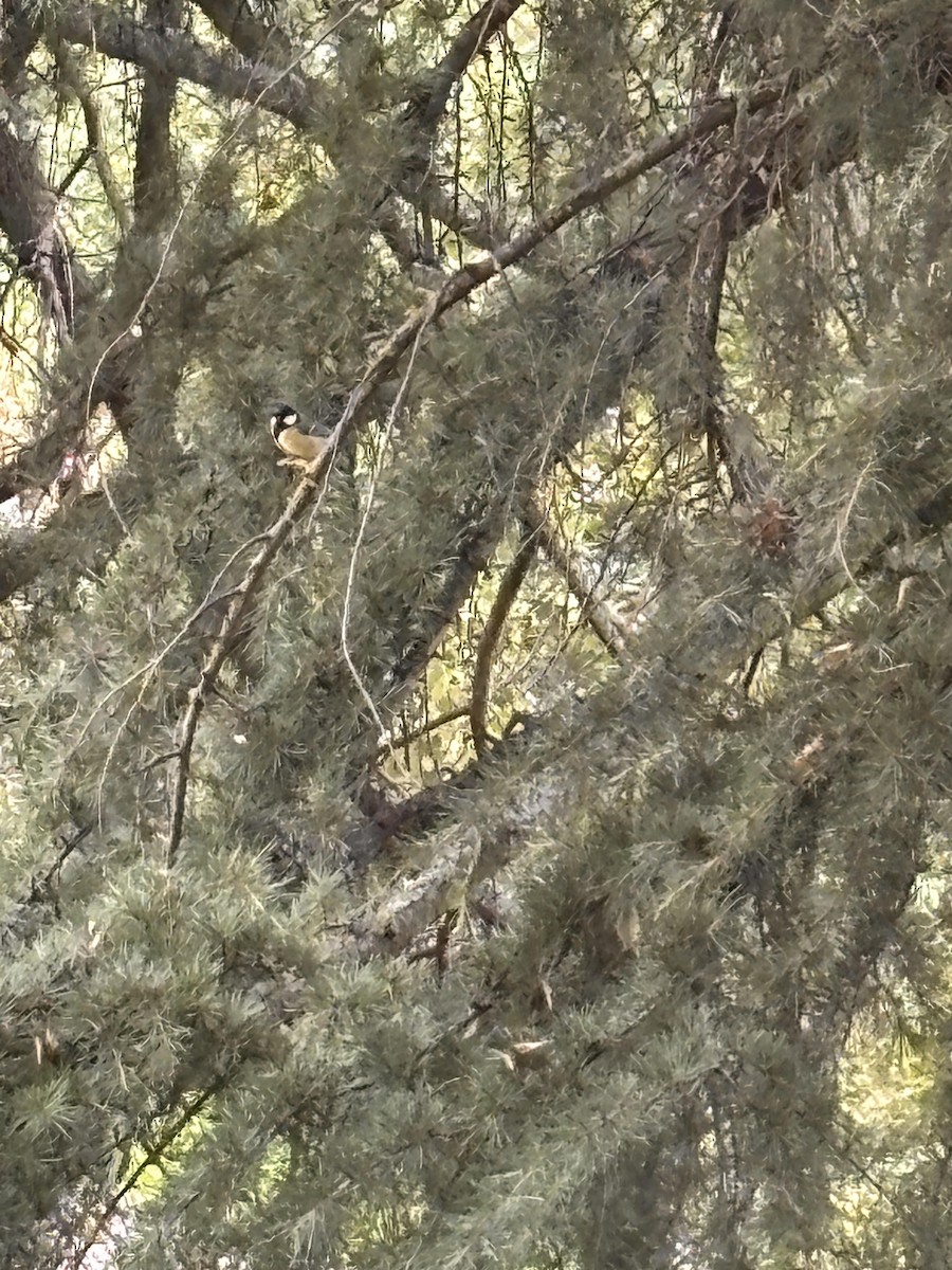 Büyük Baştankara - ML642586468