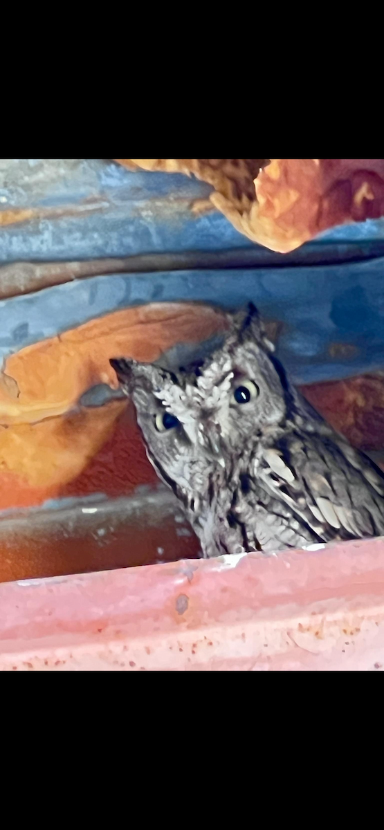 Western Screech-Owl - ML642586470