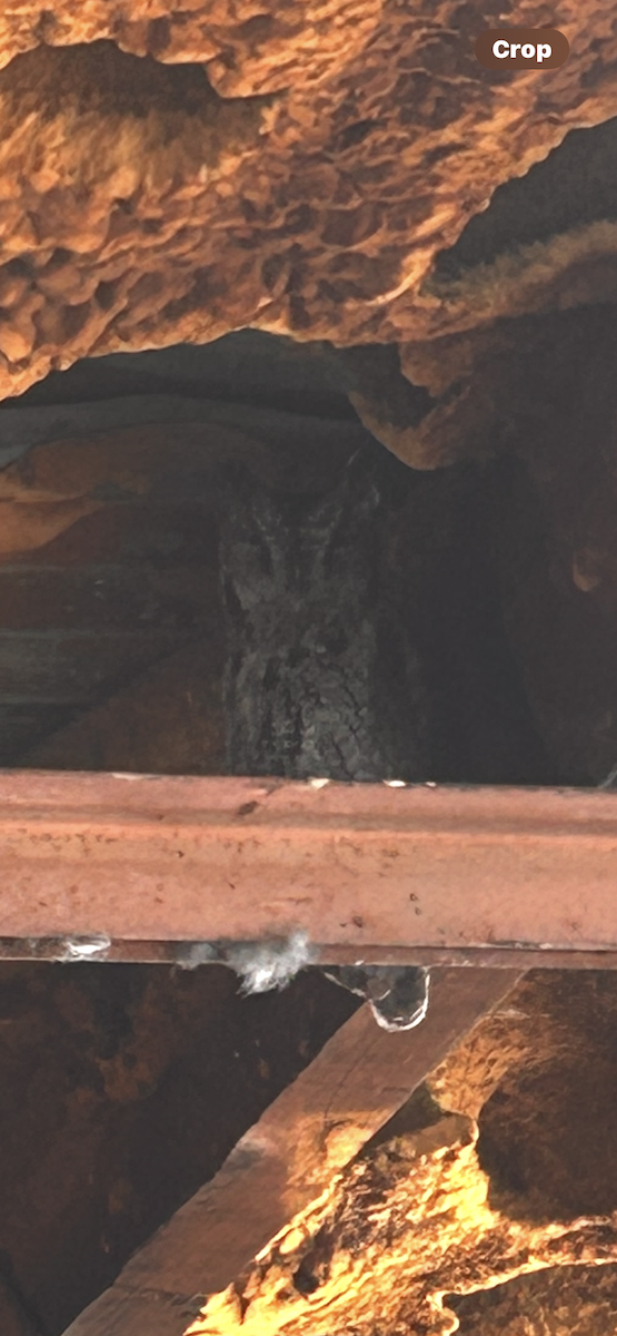 Western Screech-Owl - ML642586473