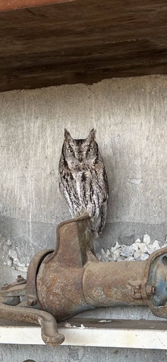 Western Screech-Owl - ML642586474