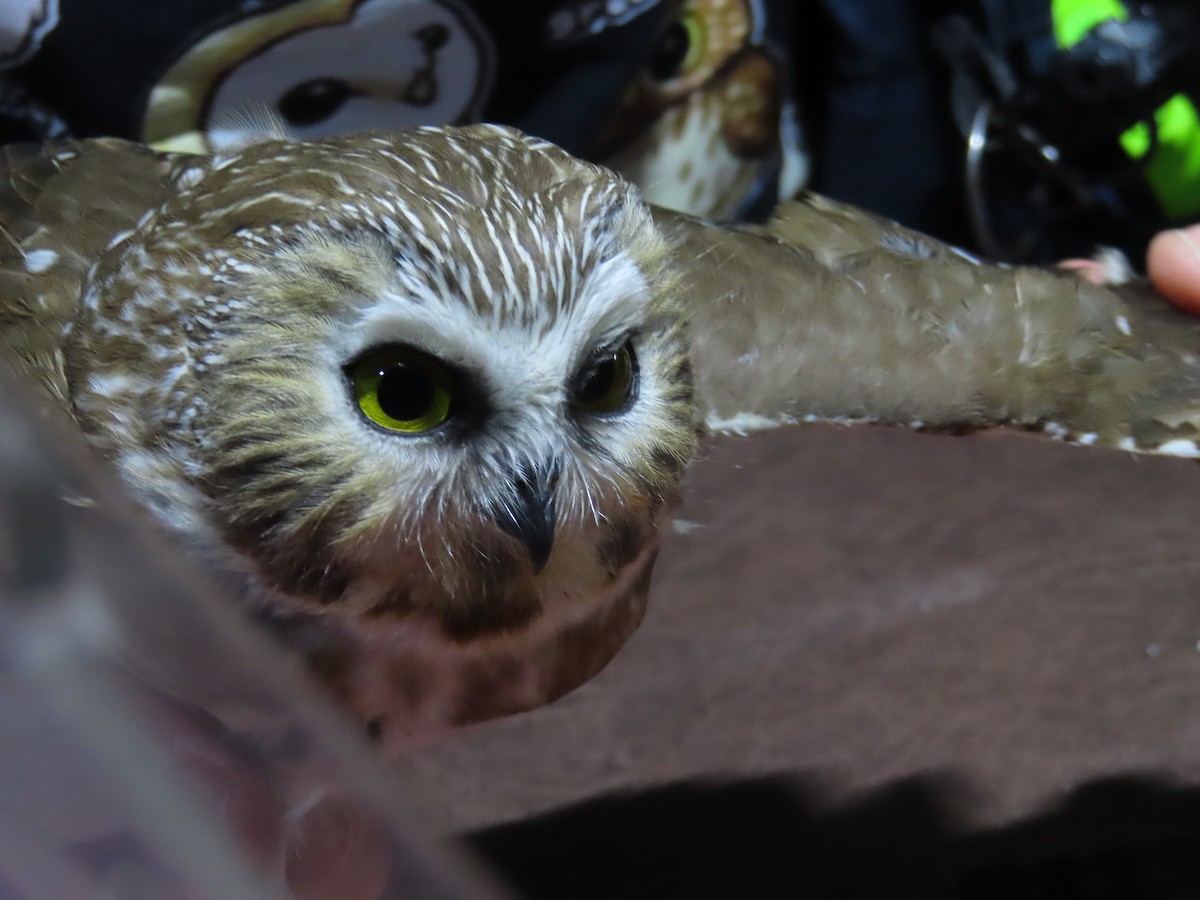 Northern Saw-whet Owl - ML642586481