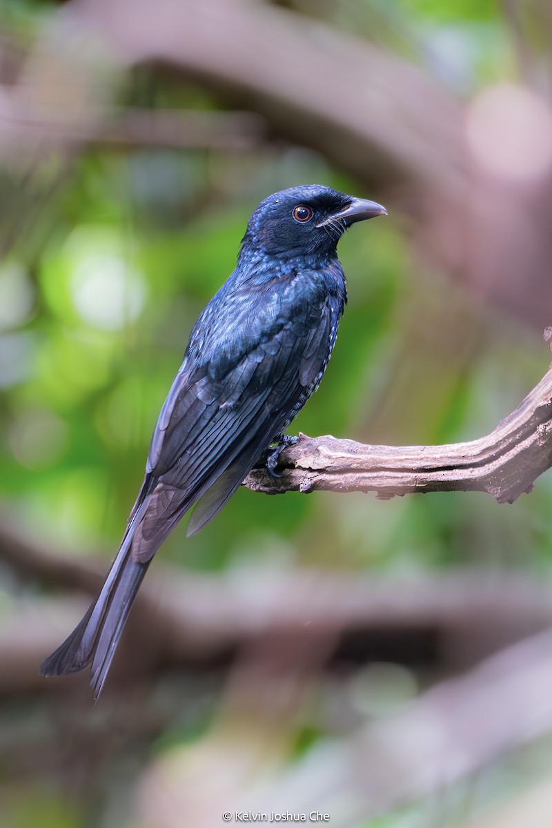 Crow-billed Drongo - ML642586504