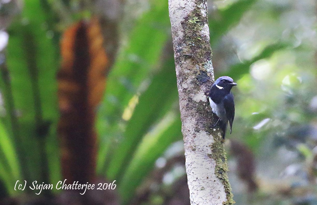 Black-throated Robin - ML642586517