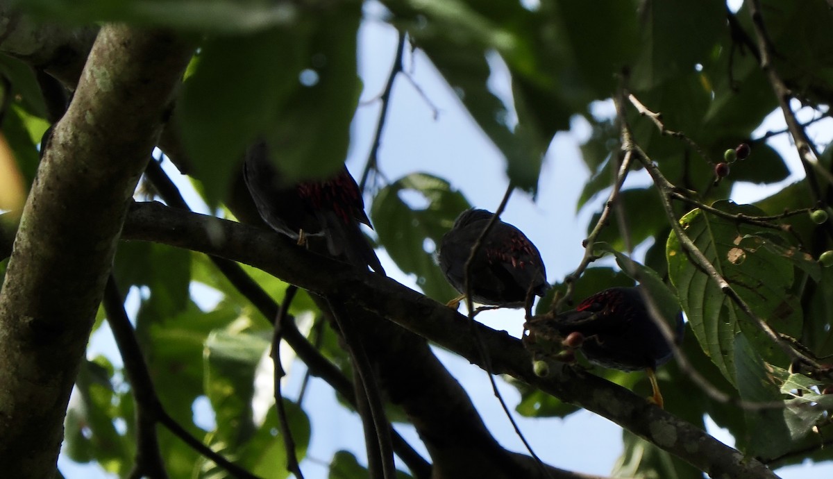 Finch-billed Myna - ML642586525