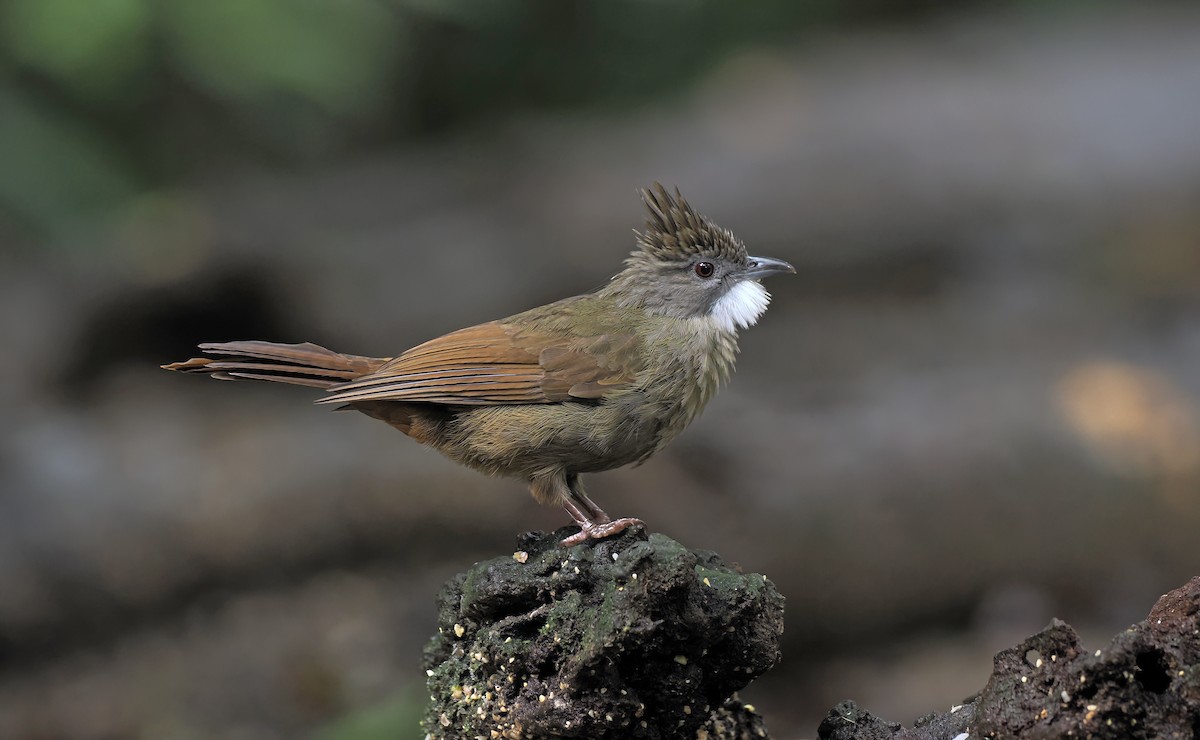 Bulbul à ventre marron (ruficrissus/fowleri) - ML642586550