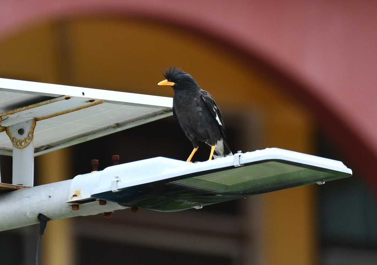 Great Myna - ML642586575